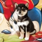 豆柴【静岡県・女の子・2025年9月12日・黒】の写真5