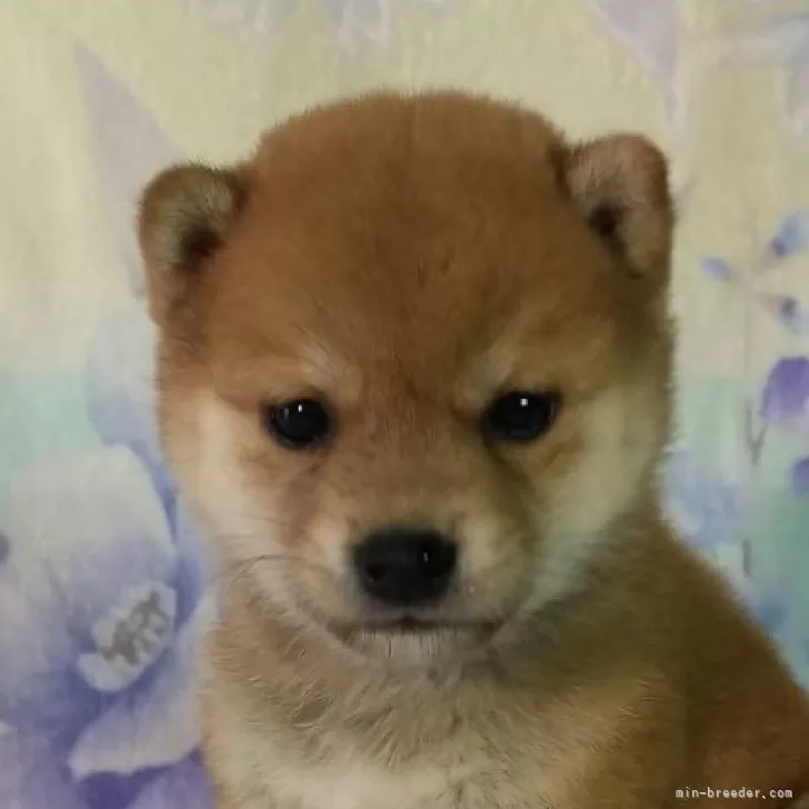 m.k 様のお迎えした子犬