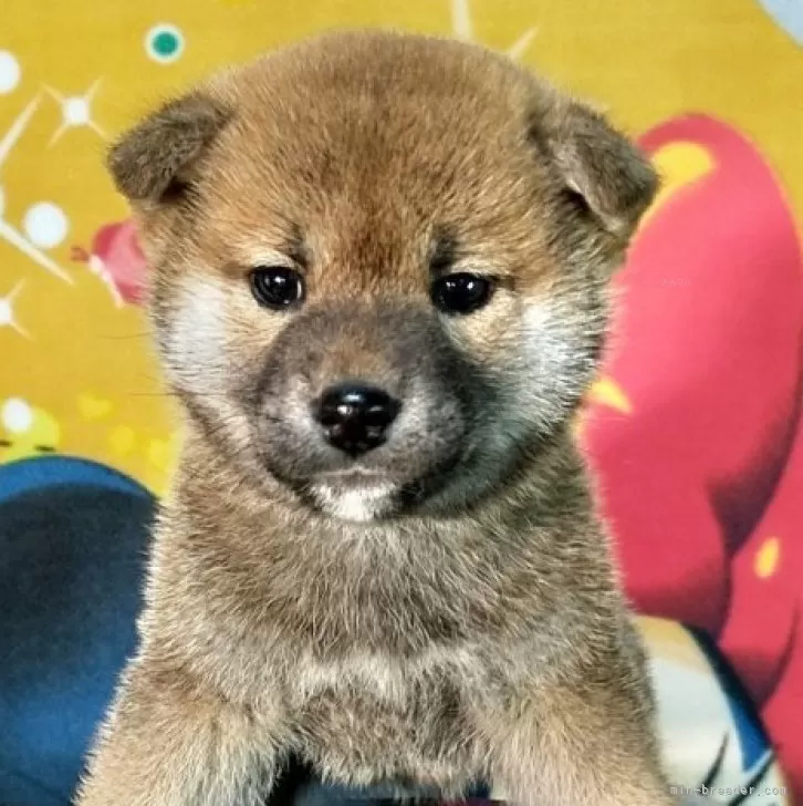 柴犬(標準サイズ)【静岡県・男の子・2024年1月16日・赤】の写真1