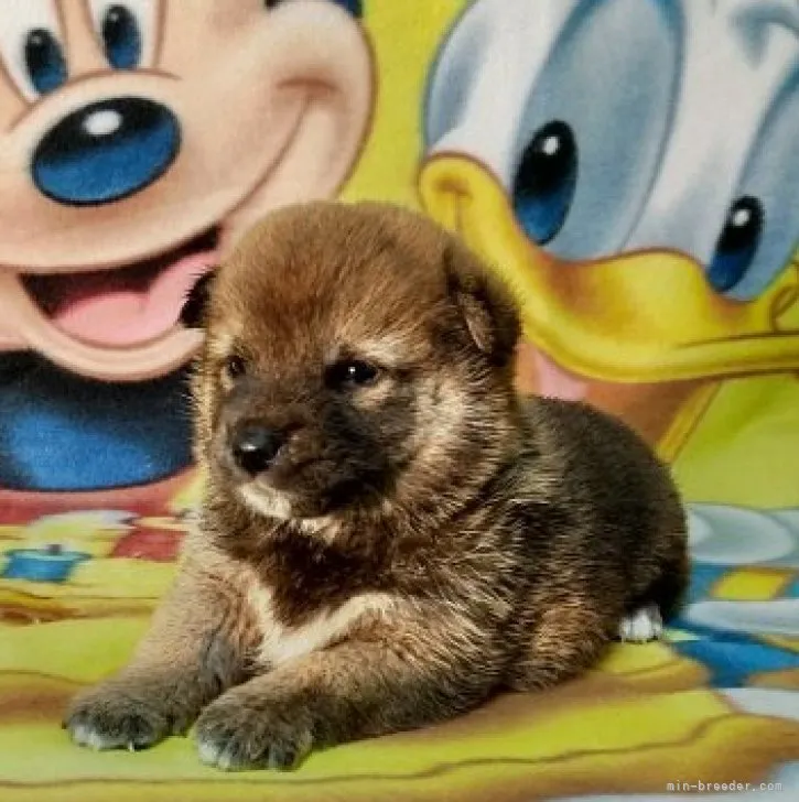 ID：2310-05034の子犬