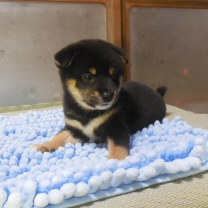 ID:2207-04347の子犬