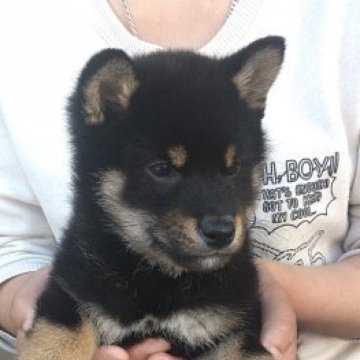 柴犬(豆柴)【静岡県・男の子・2023年3月11日・黒】の写真「明るく人懐っこい男の子です」