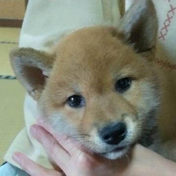 柴犬(標準サイズ)【静岡県・男の子・2023年3月17日・赤】の写真「母さん似の美男子。人懐っこい性格です。」