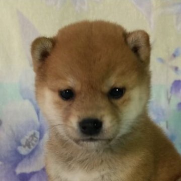 柴犬(豆柴)【静岡県・男の子・2024年4月12日・赤】の写真「柴といえば赤でしょ。
ボク  イケメン⁉️」