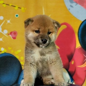 柴犬(標準サイズ)【静岡県・男の子・2024年1月16日・赤】の写真「柴犬といえば赤毛でしょ！おっとりしたイケメンくん」