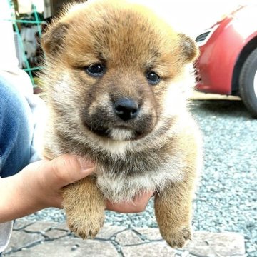 柴犬(標準サイズ)【静岡県・女の子・2024年3月19日・赤】の写真「お父さん似で優良血統のおっとりした女の子です。」