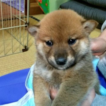 柴犬(標準サイズ)【静岡県・男の子・2023年9月26日・赤】の写真「優良血統の可愛いくておっとりした男の子 。」