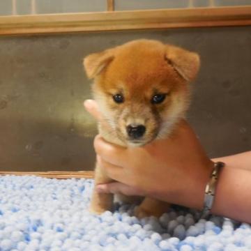 柴犬(標準サイズ)【静岡県・女の子・2022年7月28日・赤】の写真「母親似で目は大きく顔は綺麗で人懐っこく小振りです。」