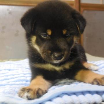 柴犬(標準サイズ)【静岡県・女の子・2022年6月3日・黒】の写真「小ぶりで人懐っこく美人です」