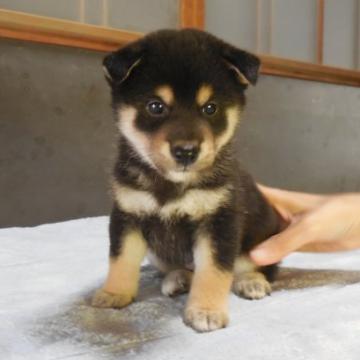 柴犬(標準サイズ)【静岡県・男の子・2022年8月13日・黒】の写真「母親似で目は大きく顔や体は綺麗で人懐っこく元気です」