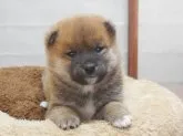 柴犬(標準サイズ)【静岡県・女の子・2022年1月21日・赤】の写真1「3/1撮影　口周りは黒いけれど大きくなればきれいな赤毛になります。」