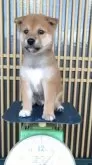 柴犬(標準サイズ)【静岡県・男の子・2024年8月16日・赤】の写真2