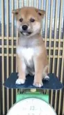柴犬(標準サイズ)【静岡県・男の子・2024年8月16日・赤】の写真5