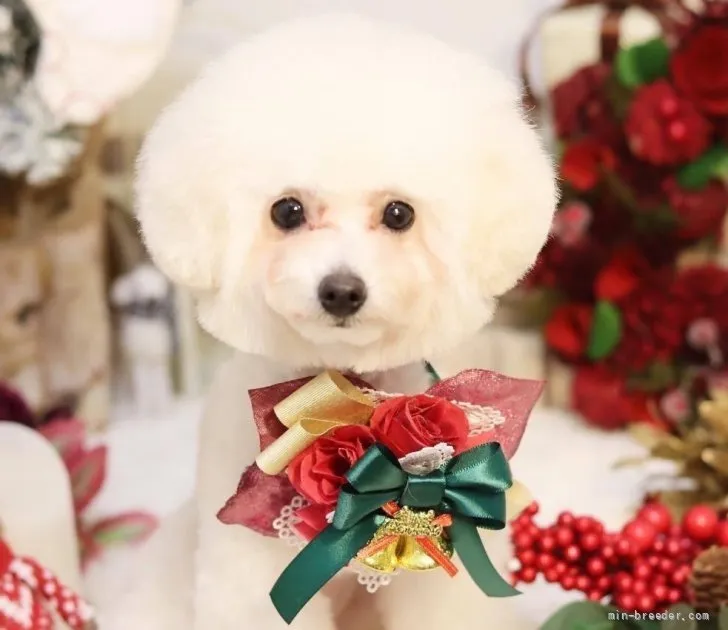 ID:2110-00662の子犬