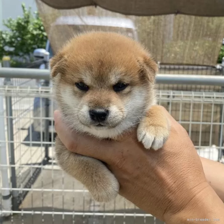 ID：2507-04254の子犬