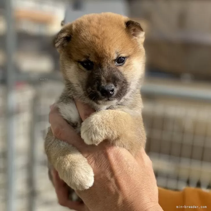ID:2412-01949の子犬