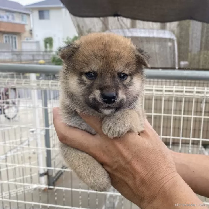 ID：2509-05695の子犬