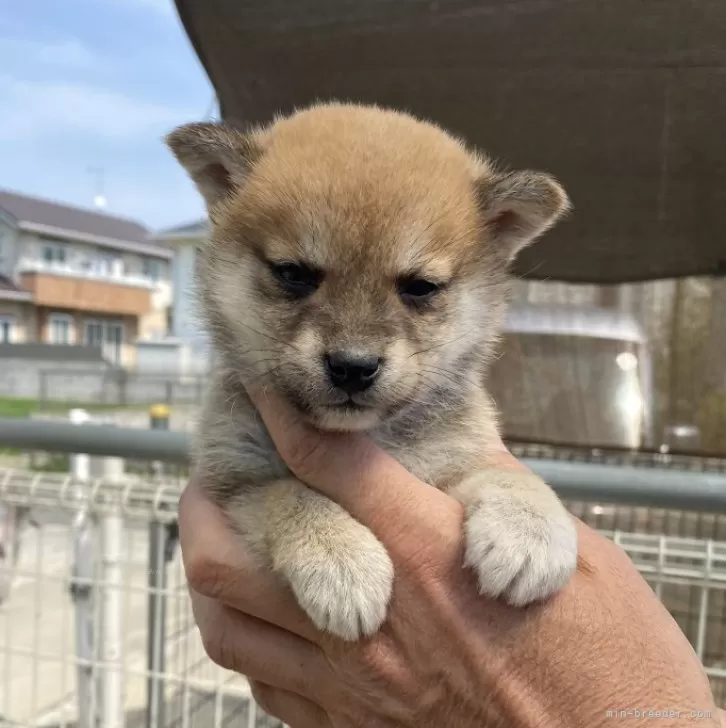 ID:2504-02147の子犬