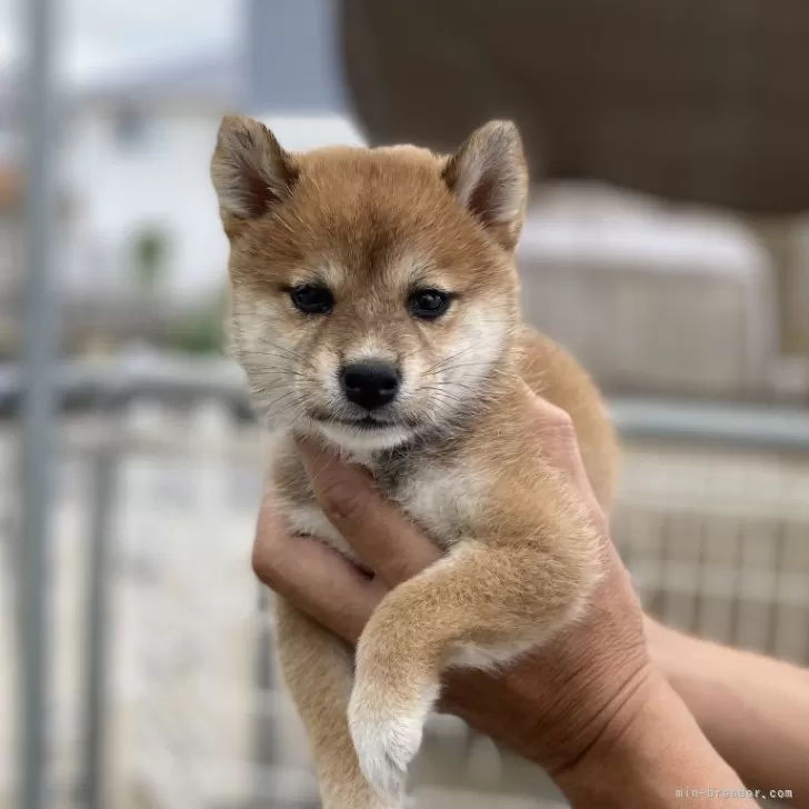 ID：2509-06464の子犬