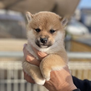 柴犬(標準サイズ)【岡山県・女の子・2025年10月12日・赤】の写真「たぬき顔です」