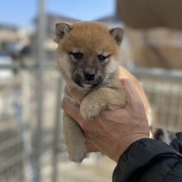 柴犬(標準サイズ)【岡山県・女の子・2024年12月30日・赤】の写真「可愛らしいです」