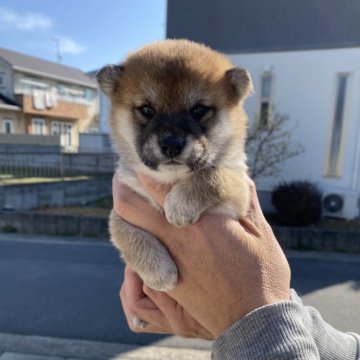 柴犬(標準サイズ)【岡山県・女の子・2025年1月27日・赤】の写真「可愛い顔してます」