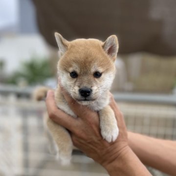 柴犬(標準サイズ)【岡山県・女の子・2025年8月18日・赤】の写真「綺麗な顔立ちです」