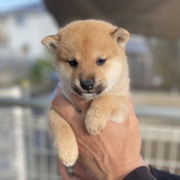 柴犬(標準サイズ)【岡山県・女の子・2025年10月12日・赤】の写真「たぬき顔です」