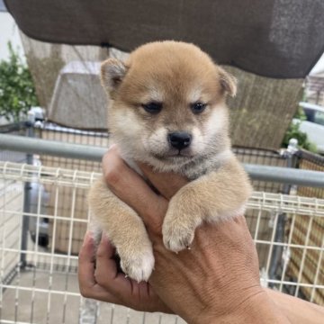 柴犬(標準サイズ)【岡山県・男の子・2025年8月9日・赤】の写真「４匹赤オス兄弟です」