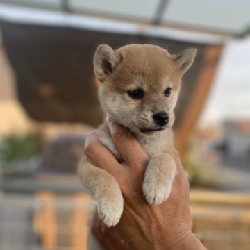 柴犬(標準サイズ)【岡山県・女の子・2025年8月18日・赤】の写真「綺麗な顔立ちです」