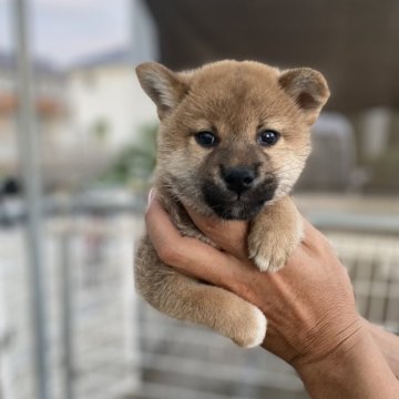 柴犬(標準サイズ)【岡山県・男の子・2025年8月17日・赤】の写真「男前です」