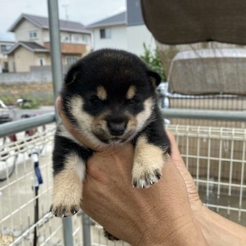 豆柴【岡山県・男の子・2025年8月4日・黒】の写真「おっとりしてます」