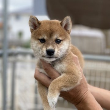 柴犬(標準サイズ)【岡山県・女の子・2025年8月10日・赤】の写真「良い顔立ちです」