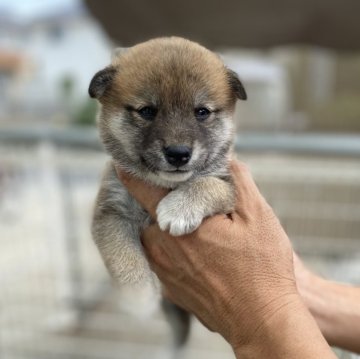 柴犬(標準サイズ)【岡山県・女の子・2025年8月9日・赤】の写真「おとなしい性格です」