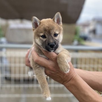 柴犬(標準サイズ)【岡山県・女の子・2025年8月17日・赤】の写真「活発な子です」