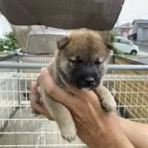 柴犬(標準サイズ)