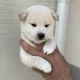 柴犬(標準サイズ)【岡山県・男の子・2025年10月5日・白】の写真1