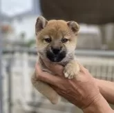柴犬(標準サイズ)【岡山県・男の子・2025年8月17日・赤】の写真1