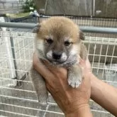 柴犬(標準サイズ)