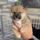 柴犬(標準サイズ)