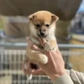 柴犬(標準サイズ)