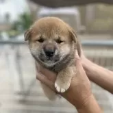 柴犬(標準サイズ)