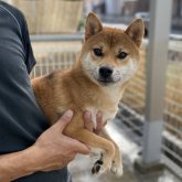 柴犬(標準サイズ)