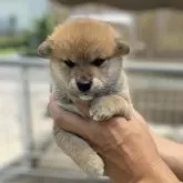 柴犬(標準サイズ)【岡山県・男の子・2025年6月8日・赤】の写真2