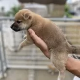 柴犬(標準サイズ)【岡山県・男の子・2025年8月18日・赤】の写真3