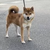 柴犬(標準サイズ)【岡山県・男の子・2024年8月12日・赤】の写真4