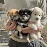 柴犬(標準サイズ)【岡山県・男の子・2025年10月5日・白】の写真5