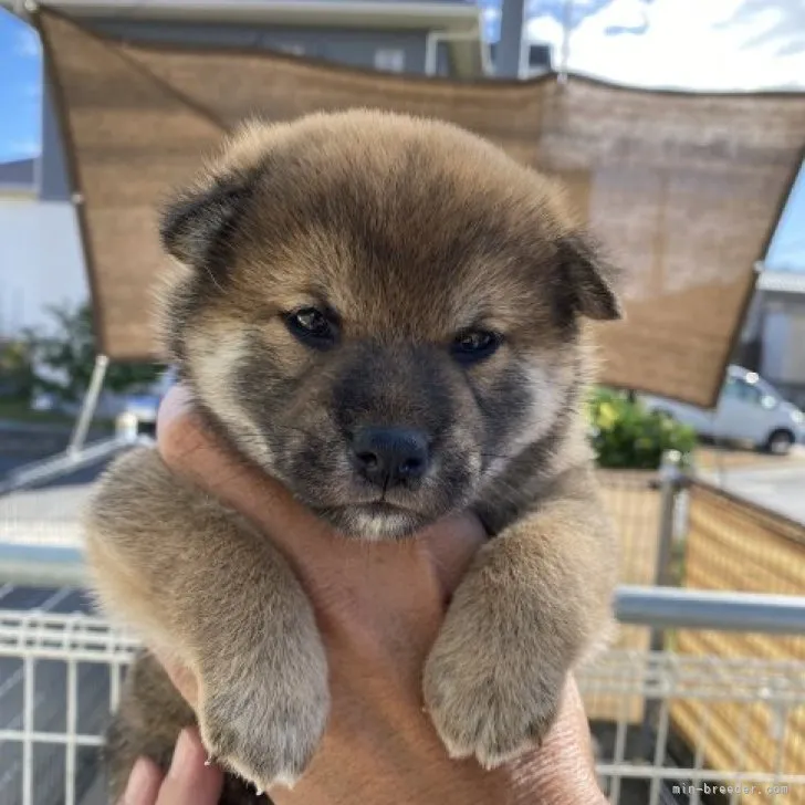 ID:2310-06402の子犬