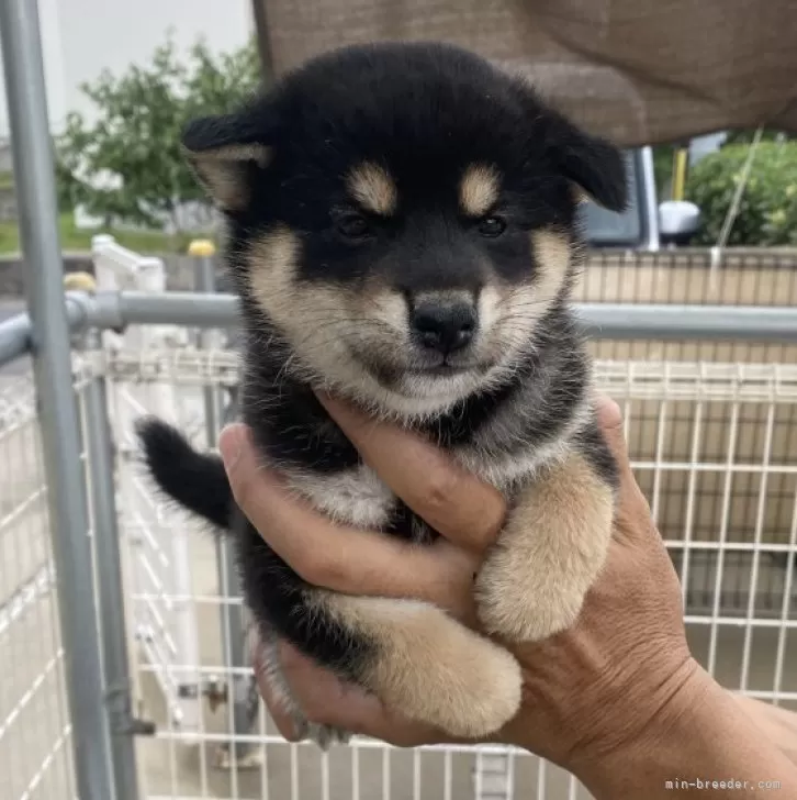 ID：2407-08316の子犬