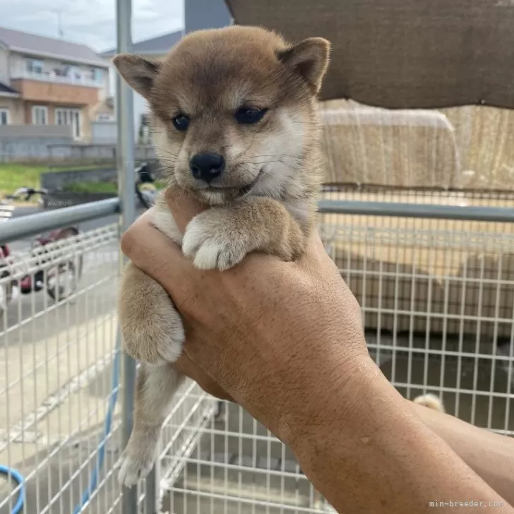 ID:2409-06803の子犬